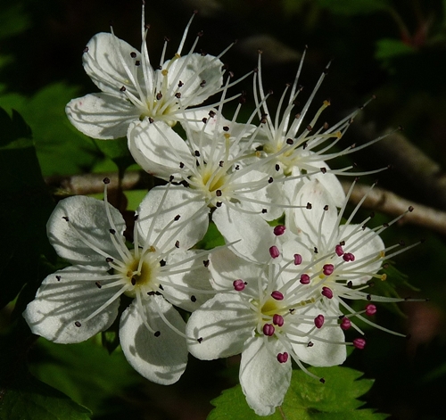 {Crataegus marshallii}